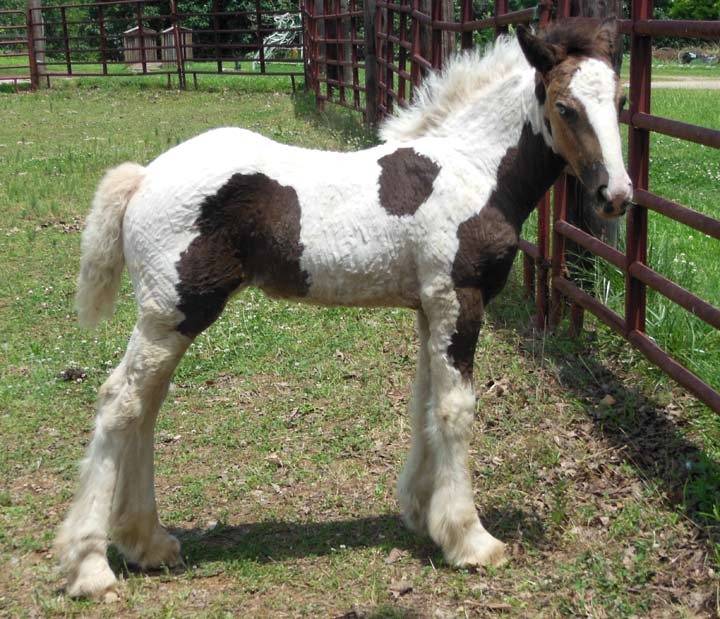 For Sale - Gypsy Vanner Horses For Sale from Champion Bloodlines ...