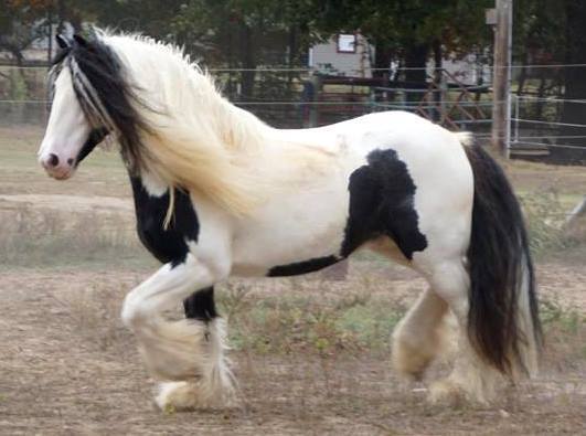 Gypsy Vanner Horses Sold - Gypsy Vanner Horses For Sale from Champion ...